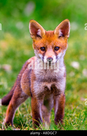 Red Fox Vulpes vulpes Cub standing with ears up looking alert full frame potton bedfordshire Stock Photo