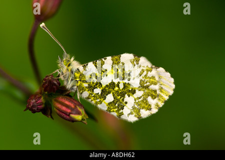 Orange Tip Anthocharis cardamines at rest on flower potton bedfordshire Stock Photo