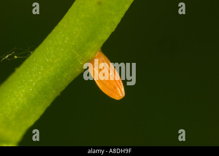 Orange tip butterfly Anthocharis cardamines Egg on hedge garlic with dark background potton bedfordshire Stock Photo