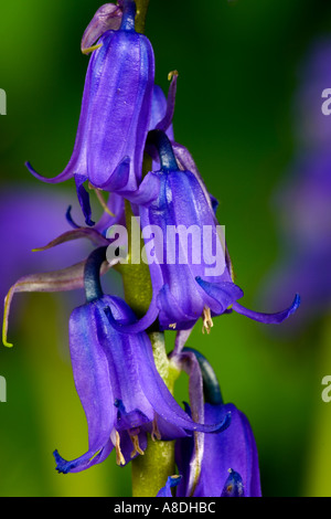 Bluebell Hyacinthoides non scripta close up of flowers potton bedfordshire Stock Photo