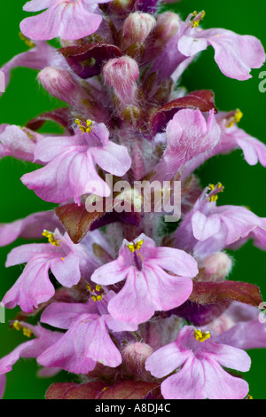 Blue Bugle Flower Ajuga reptans tight close up of flowers showing texture and colour potton bedfordshire Stock Photo
