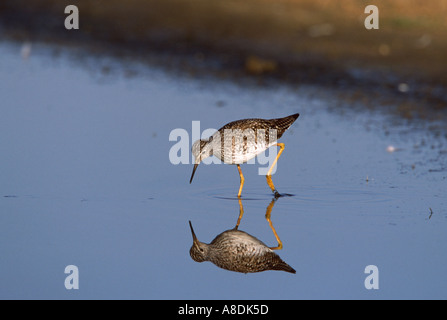 Lesser Yellowlegs Tringa flavipes,adult feeding in shallow pool,Texas,USA Stock Photo