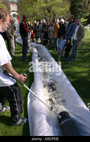 Putting thousands of sea trout fry in a river which will return grown up in a couple of years in Nykoping Sweden Stock Photo
