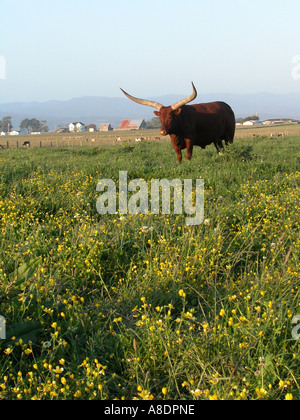 Texas Longhorn cow in California, USA Stock Photo