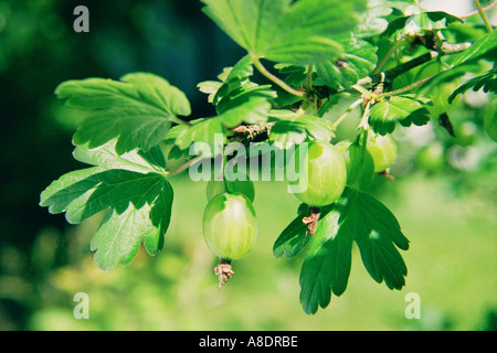 European gooseberry RIBES UVA CRISPA L plant with edible berries Stock Photo