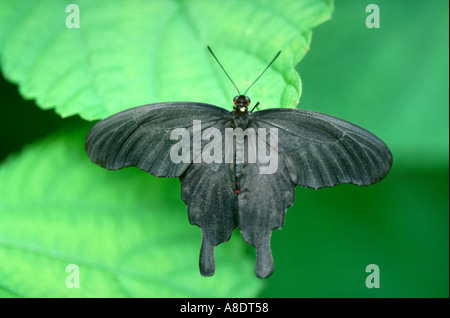 Crow Swallowtail Butterfly, Papilio bianor, Papilionidae Stock Photo