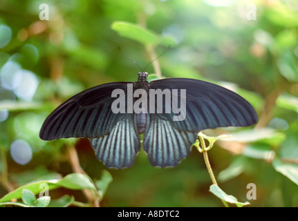 Male Great Mormon Butterfly, Papilio Memnon Stock Photo