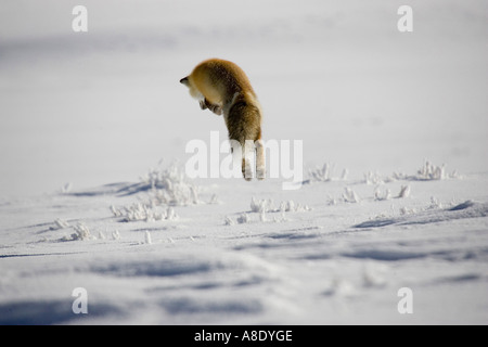 red fox jumping on prey Stock Photo