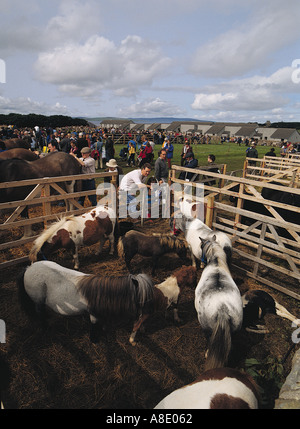 dh County show KIRKWALL ORKNEY Child with parent looking at Shetland ponies bred Stock Photo