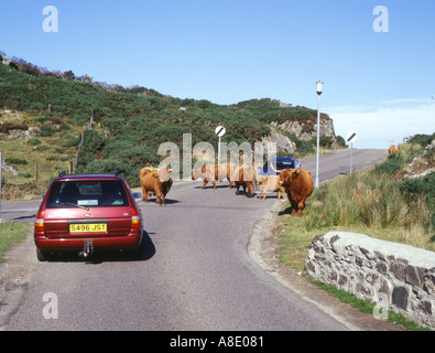 dh  DUIRINISH ROSS CROMARTY Scottish car Highland cows cattle in country road blocking cars traffic scotland Stock Photo