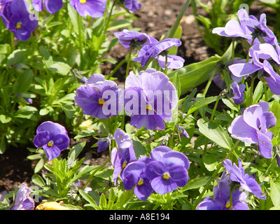 Flowers in Manor Gardens Exmouth South Devon England GB UK 2003 Stock Photo