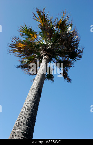 A palm tree Manly, Sydney, Australia Stock Photo