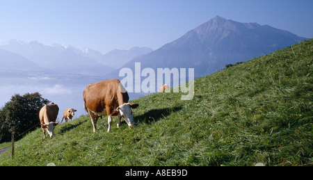 SWITZERLAND MOUNTAINS WITH COWS IN MEADOW ABOVE THUNERSEE EUROPE Stock Photo