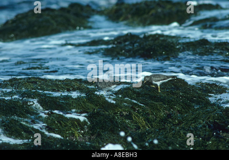 Surfbirds Aphriza virgata Two on rocky beach seaweed Stock Photo