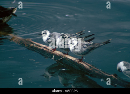 White Winged Black Tern Winter Plumage In Flight Stock Photo Alamy white-winged-black-tern-winter-plumage-in-flight-stock-photo-alamy