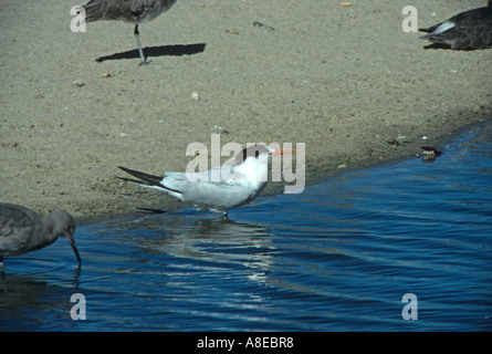 Elegant Tern Thalasseus elegans At waters edge non breeding plumage Stock Photo