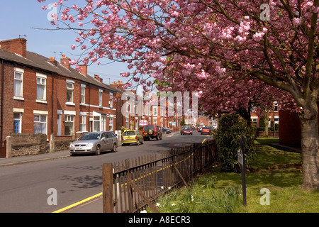 UK Cheshire Stockport Hazel Grove Chapel Street trees in blossom