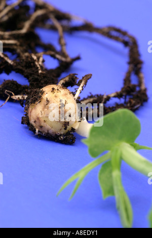 Sprouting Seed Stock Photo