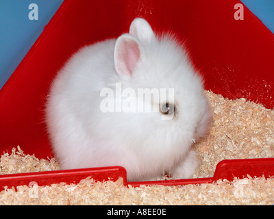 white rabbit angora long hair in its toilet Stock Photo