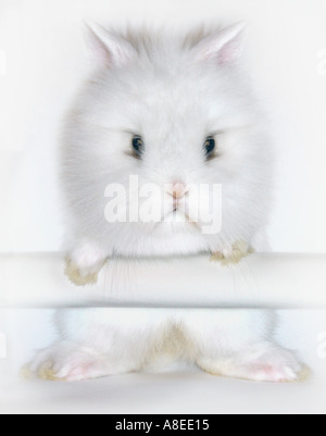 white rabbit angora long hair white background cutout Stock Photo