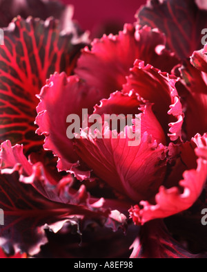 Red cabbage Stock Photo