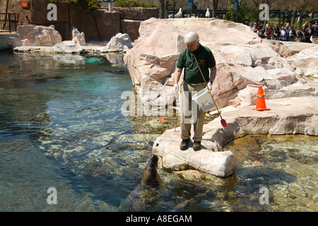 CHICAGO Illinois Adult male animal trainer work with Grey seal at sea lion pool at Lincoln Park Zoo Stock Photo