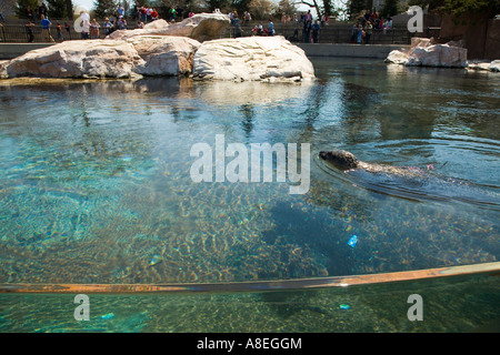 CHICAGO Illinois Gray seal swim in water tank at sea lion pool at Lincoln Park Zoo visitors stand along fence and watch Stock Photo