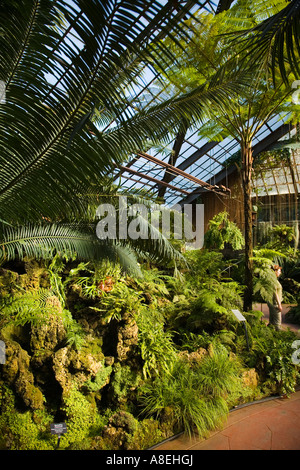 CHICAGO Illinois Fern room at Lincoln Park Conservatory plants grow along path in indoor botanical garden Stock Photo