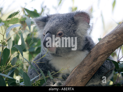 Koala bear feeding on Eucalyptus leaves Stock Photo
