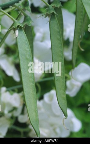 Lathyrus latifolius 'White Pearl'. AGM Seed pods. Everlasting pea, Perennial pea. Stock Photo