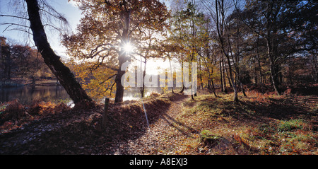 WOODLAND PATH CANNOP PONDS IN THE ROYAL FOREST OF DEAN WITH AUTUMN COLOURS GLOUCESTERSHIRE UK Stock Photo