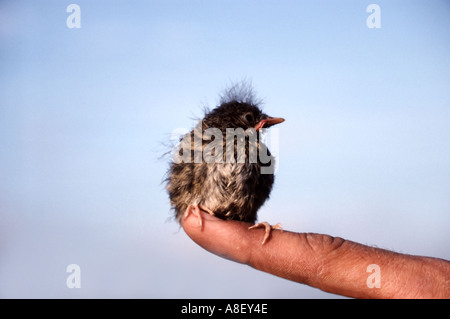 Fledgling Dunnock hedge sparrow Prunella modularis percehd on finger UK Stock Photo