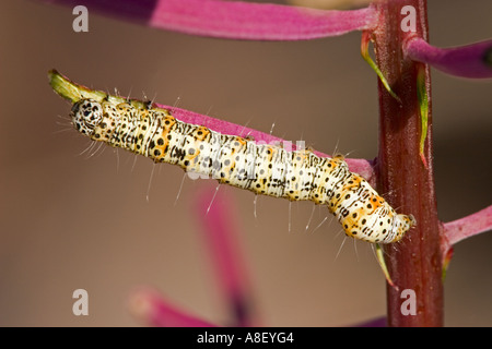 Caterpillar of the eight-spotted forester moth on host plant Stock Photo