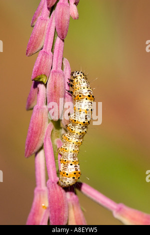 Caterpillar of the eight-spotted forester moth on host plant Stock Photo