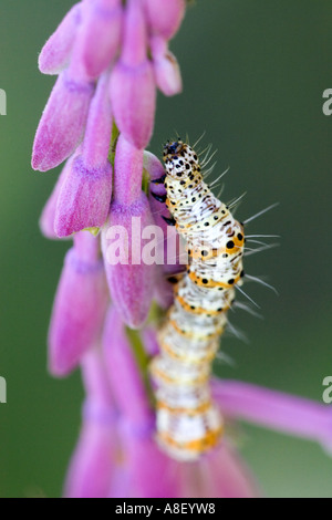 Caterpillar of the eight-spotted forester moth on host plant Stock Photo