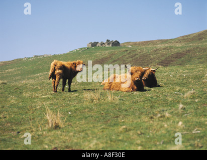 dh Highland cow CATTLE UK Scottish herd of Highland cattle in field cottage Rousay Orkney long haired cows calf hair animals highlands scotland rural Stock Photo