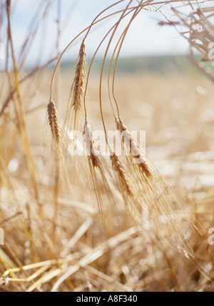 dh Bere CROP UK Type of barley grown in Orkney field crops cereal uk harvest Scotland farming scottish fields Stock Photo