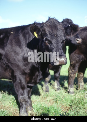 dh Scottish Aberdeen Angus CATTLE SCOTLAND Beef pedigree Cow close up in field Orkney cows livestock black animal uk farming Stock Photo