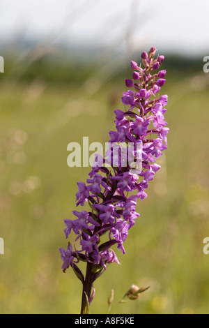 Fragrant Orchid Gymnadenia conopsea Stock Photo
