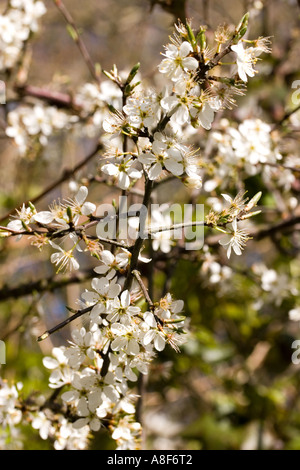 Blackthorn Prunus Spinosa Stock Photo