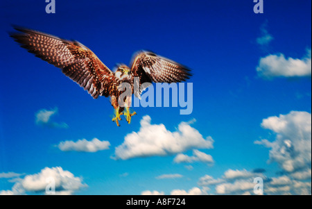 Peregrine falcon bird of prey landing Stock Photo