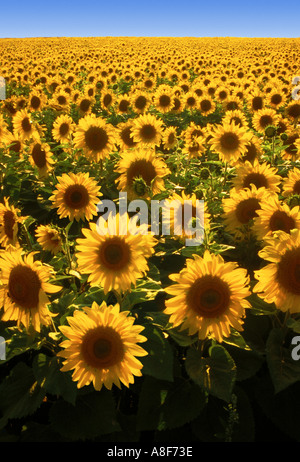 Field of blooming sunflowers. Beautiful yellow large flowers with a ...
