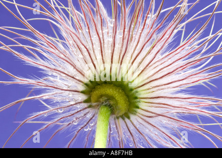 Seed Head of Pasque Flower Pulsatilla rannunculaceae Stock Photo
