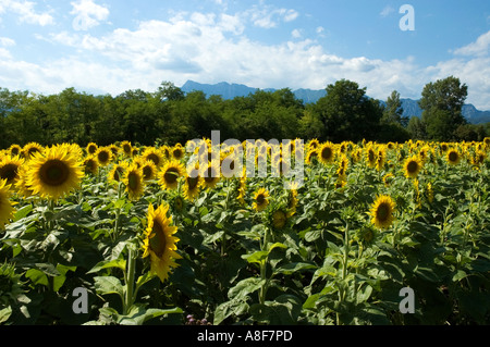 Sunflower postcard - region of friuli venezia giulia - pordenone – italy Stock Photo