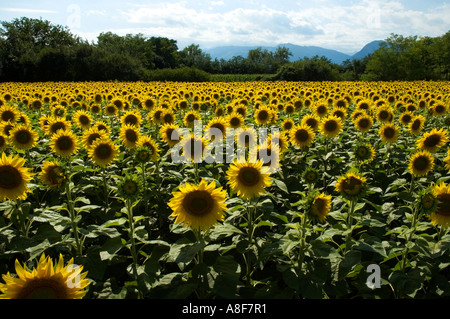 Sunflower postcard - region of friuli venezia giulia - pordenone – italy Stock Photo