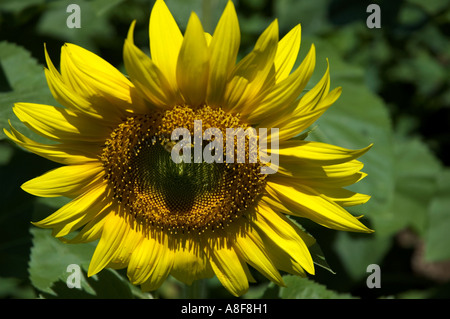 Sunflower postcard - region of friuli venezia giulia - pordenone – italy Stock Photo