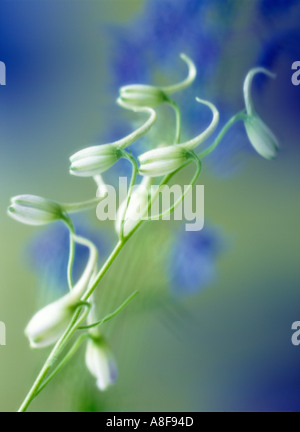 Buds of Delphinium 'Blue Shadow' Softly diffused against out of focus blue Delphinium flowers on green blurred background Stock Photo