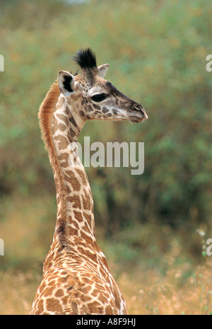 Portrait of one day old Masai Giraffe Masai Mara National Reserve Kenya Stock Photo