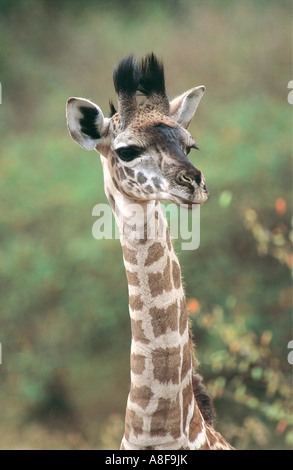 One day old new born Masai Giraffe portrait Masai Mara National Reserve Kenya Stock Photo