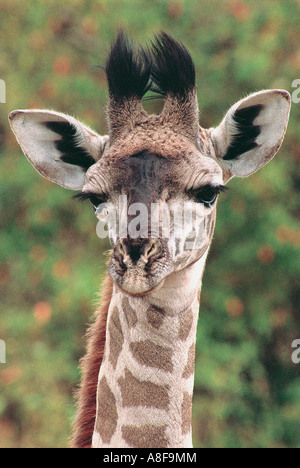 One day old new born Masai Giraffe portrait Masai Mara National Reserve Kenya Stock Photo